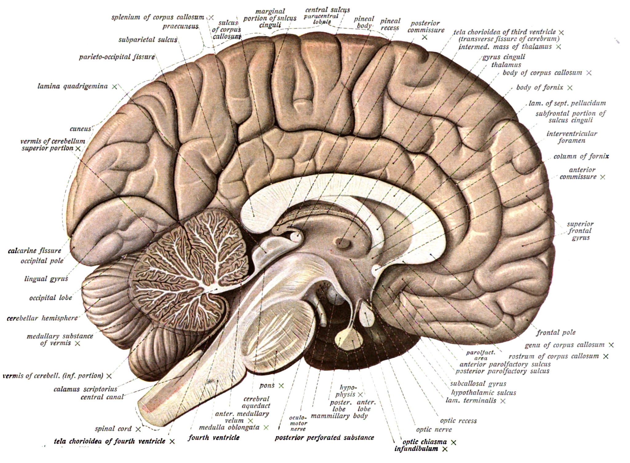 Menselijke Hersenen Anatomie Sulcus Anatomie Van De Hersenen Menselijke Hersenen Anatomie Sulcus Anatomie Van De Hersenen